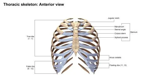 Thoracic Skeleton Anterior view Иллюстрация