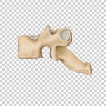 Thoracic spine Stock Illustration