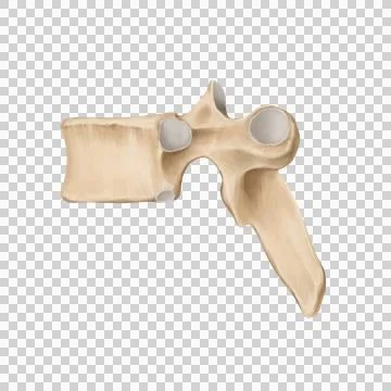 Thoracic spine Stock Illustration