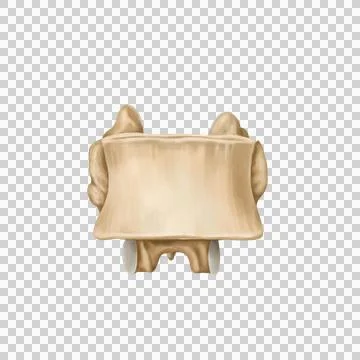 Thoracic spine Stock Illustration