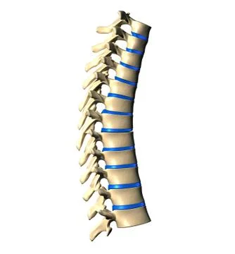 Thoracic Spine - Lateral view / Side view 스톡 일러스트
