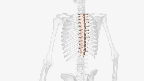 The thoracic spine is the second segment of the vertebral column, located Vídeos de archivo 270144045