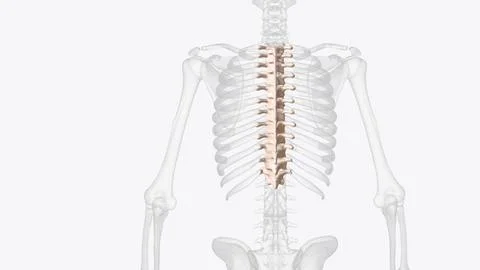 The thoracic spine is the second segment of the vertebral column, located bet Stock Illustration