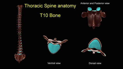 Thoracic spine T 10 bone anatomy for med... | Stock Video | Pond5