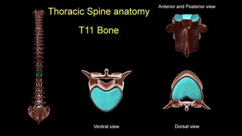 Thoracic spine T 11 bone anatomy for medical concept 3D Illustration Illustrazione stock