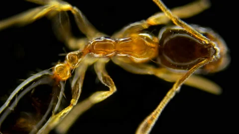Thoracic structure of the ant monomorium floricola Stock Footage 104879769