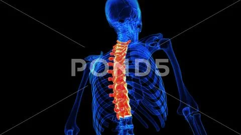 Thoracic vertebrae anatomy 3D rendering for medical concept ...