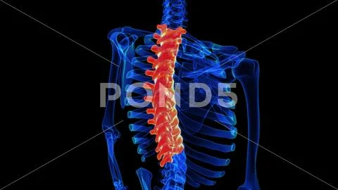 Thoracic vertebrae anatomy 3D rendering for medical concept ...
