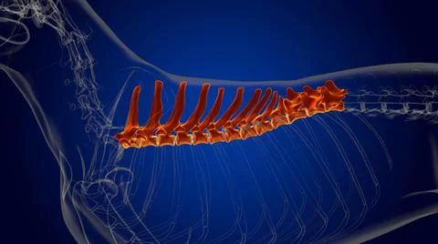 Thoracic Vertebrae Bones Dog skeleton Anatomy For Medical Concept 3D Stock-Illustration