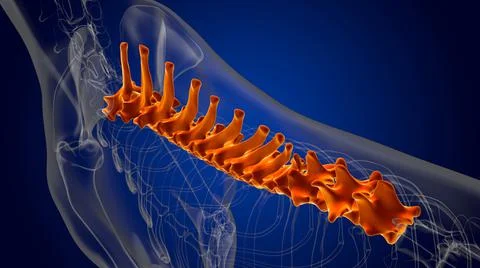 Thoracic Vertebrae Bones Dog skeleton Anatomy For Medical Concept 3D Stock Illustration