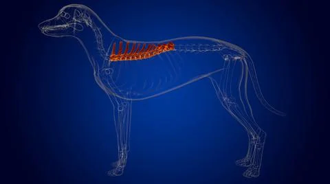 Thoracic Vertebrae Bones Dog skeleton Anatomy For Medical Concept 3D Stock Illustration