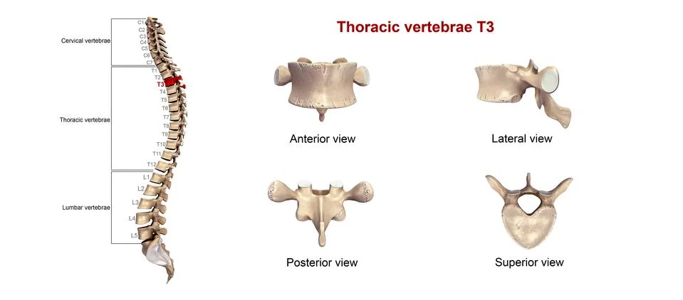 Thoracic vertebrae T03 Stock Illustration