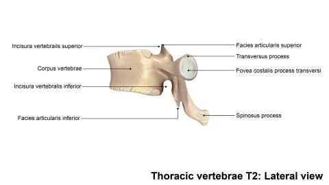 Thoracic vertebrae T2 Lateral view Stock Illustration