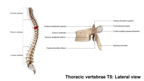 Thoracic vertebrae T5 Lateral view Stock Illustration