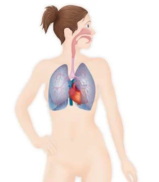 Thorax, anatomy Stock Illustration