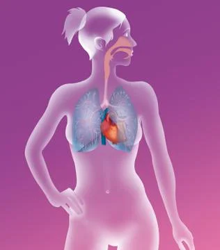 Thorax, anatomy Stock Illustration