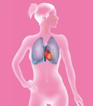 Thorax, anatomy Stock Illustration