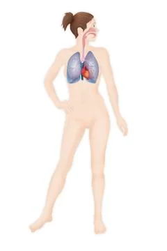 Thorax, anatomy Stock Illustration