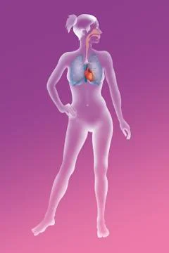 Thorax, anatomy Stock Illustration