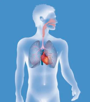 Thorax, anatomy Stock Illustration