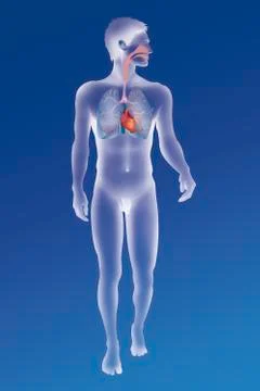Thorax, anatomy Stock Illustration