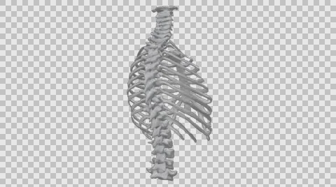 Thorax Animation With Alpha Stock-Footage 59747189