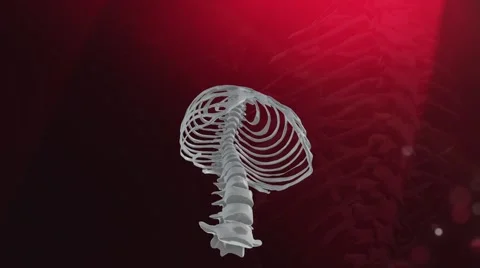 Thorax Animation Stock-Footage 41641219