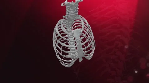 Thorax Animation Stockbeeldmateriaal 41641295