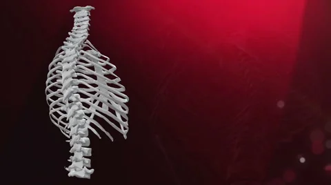 Thorax Animation Stock-Footage 59748100