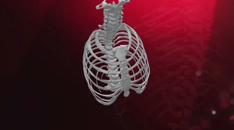 Thorax Animation Stockbeeldmateriaal 59748135