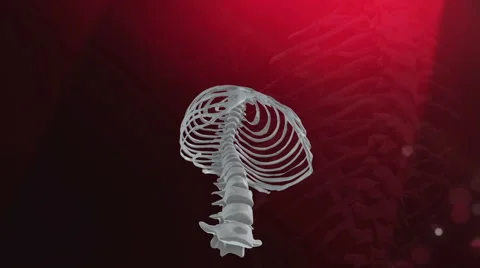 Thorax Animation Stock-Footage 59748138