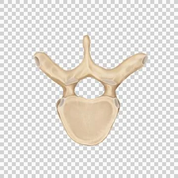 Thorax Stock Illustration