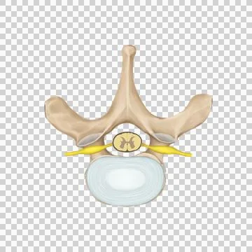 Thorax Stock Illustration