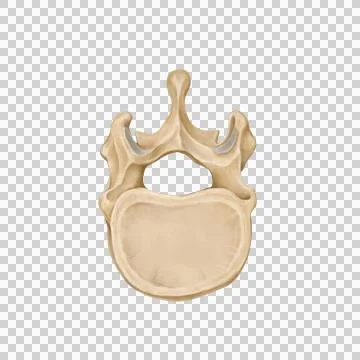 Thorax Stock Illustration