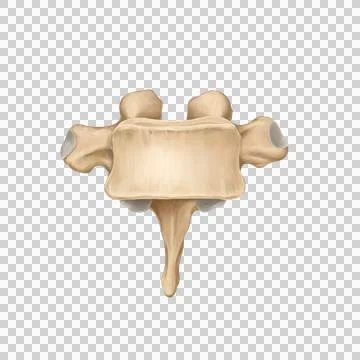 Thorax Stock Illustration