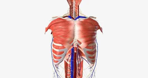 The thorax is the region of the trunk that extends from the neck to the abd.. Stock Illustration