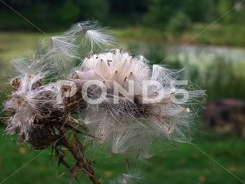 Thorn and down Stock Photos