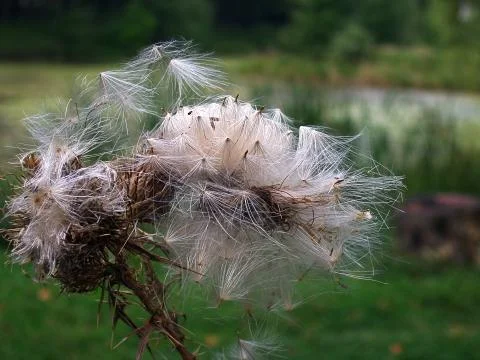 Thorn and down Stock Photos
