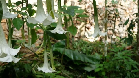 Thorn Apple flowers tree Stock Footage 78512823