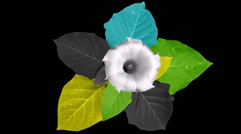 Thorn apple for a Vj 库存影片 46077940