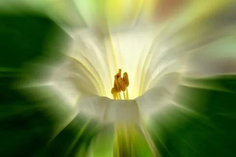 Thorn apple with white flower, sharp center, blurred background Stock Photos