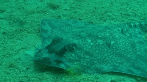 Thorn back ray mid 2 Stock Footage 12473574
