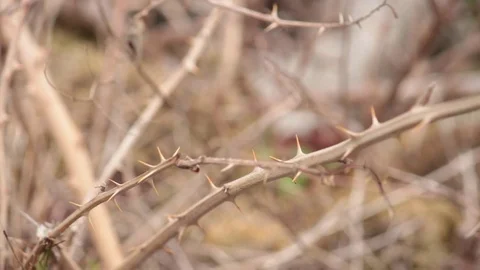 Thorn bush Stock Footage 77506790