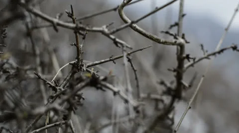 Thorn bush HD Stock Footage 24293373
