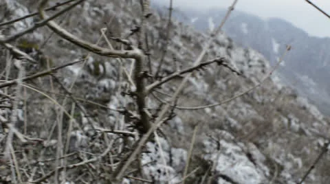 Thorn bush track left Video stock 24848967