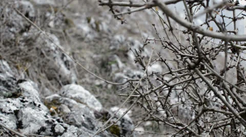 Thorn bush track right Stock Footage 24848965