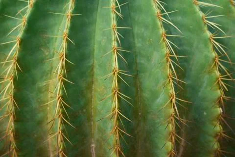 Thorn of cactus leaf background Stock Photos
