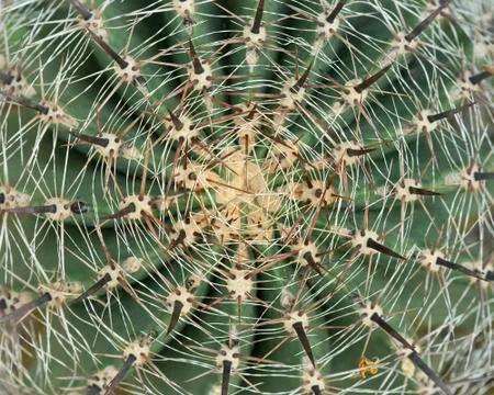 Thorn of cactus leaf background Stock Photos