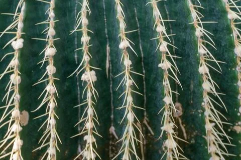 Thorn cactus texture background, close up. Golden barrel cactus, golden ball or Stock Photos