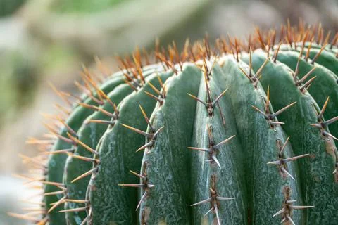 Thorn cactus texture background, close up. Golden barrel cactus, golden ball or Stock Photos